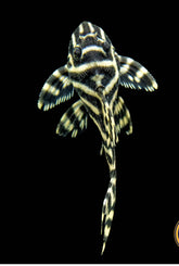 L333 PLECO (HYPANCISTRUS SP)
